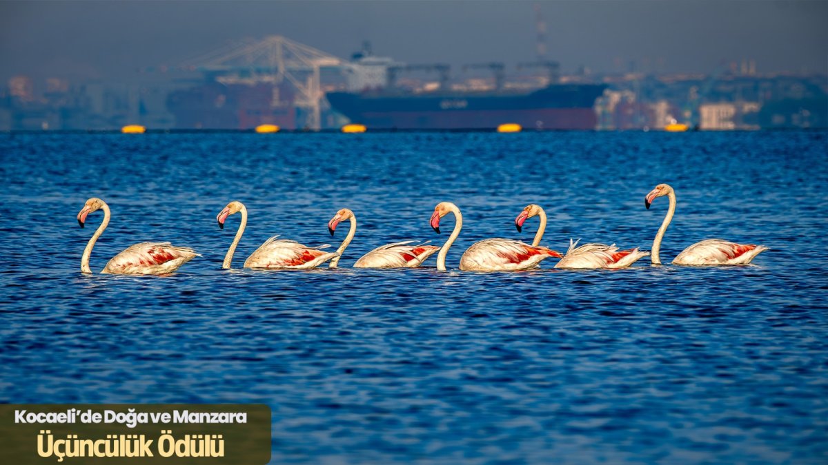 Kocaeli artık kartpostallık bir şehir