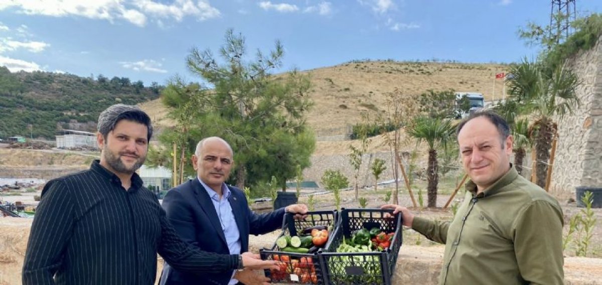 Körfez´de Ata Tohumunun İlk Hasadı Yapıldı