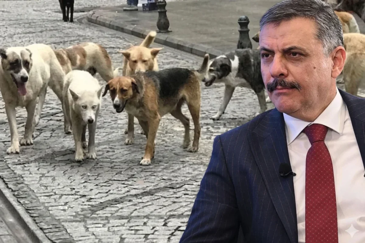Sokak’ta ki tüm hayvanlar toplanacak!
