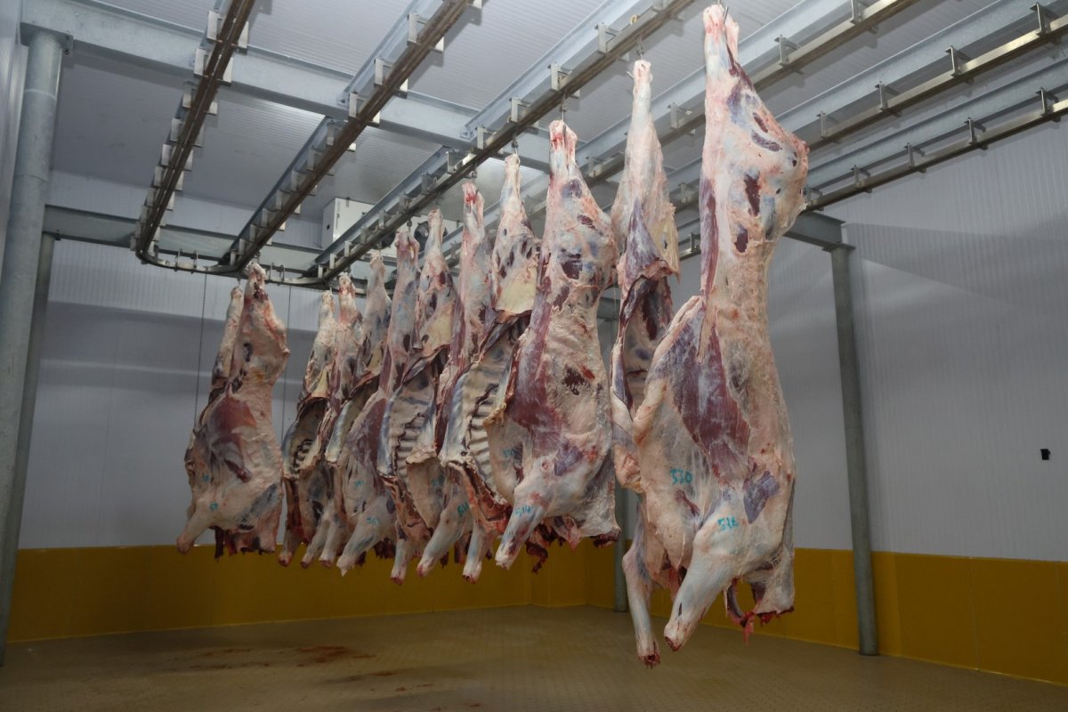 Büyükşehir Mezbahası’nda hijyenik ve helal kesim