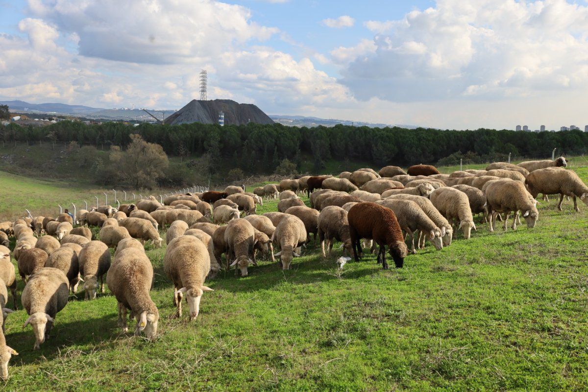 Damızlık koç desteği kuzulama oranlarında artış sağladı
