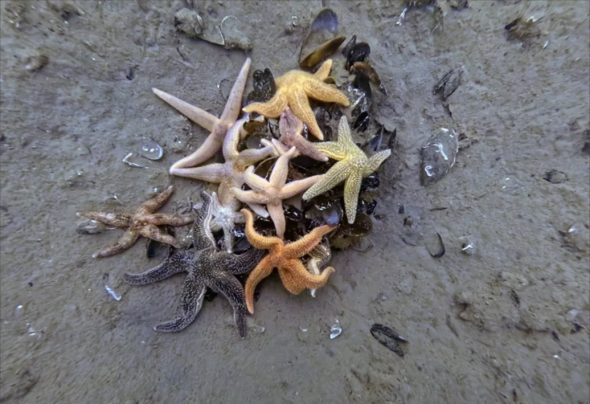 Körfez’den 110 bin kamyon çamur çıktı, ekosistem canlandı