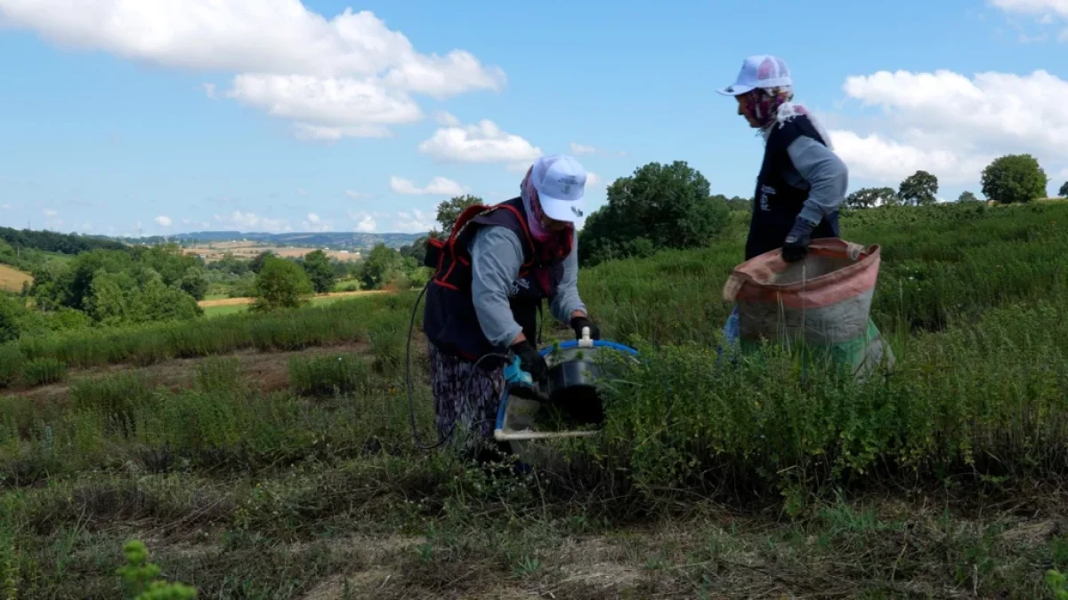 Kocaeli’de kekik hasadı başladı