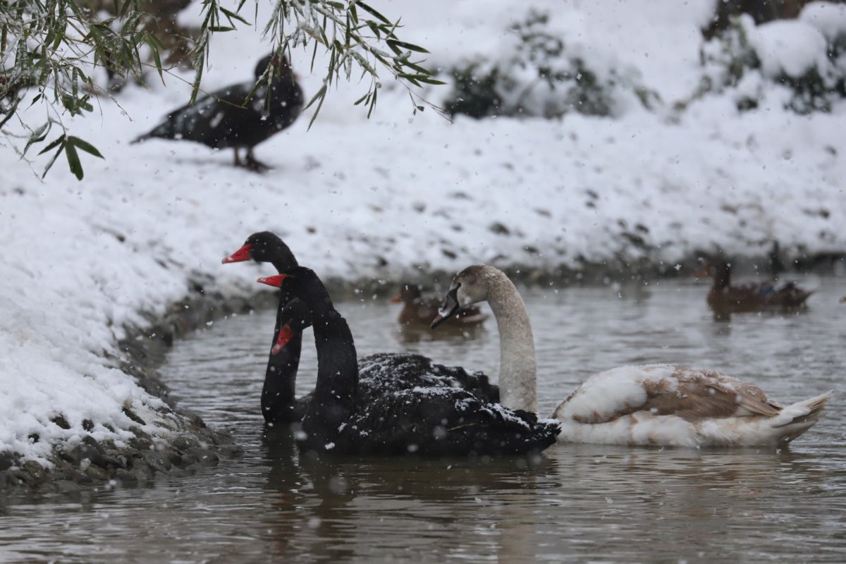 Ormanya’da kartpostallık kış manzaraları