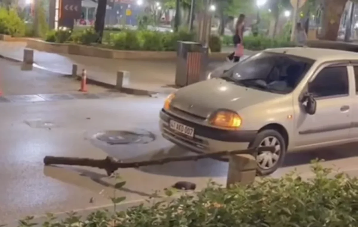 İzmit’te çınar dalı paniği!