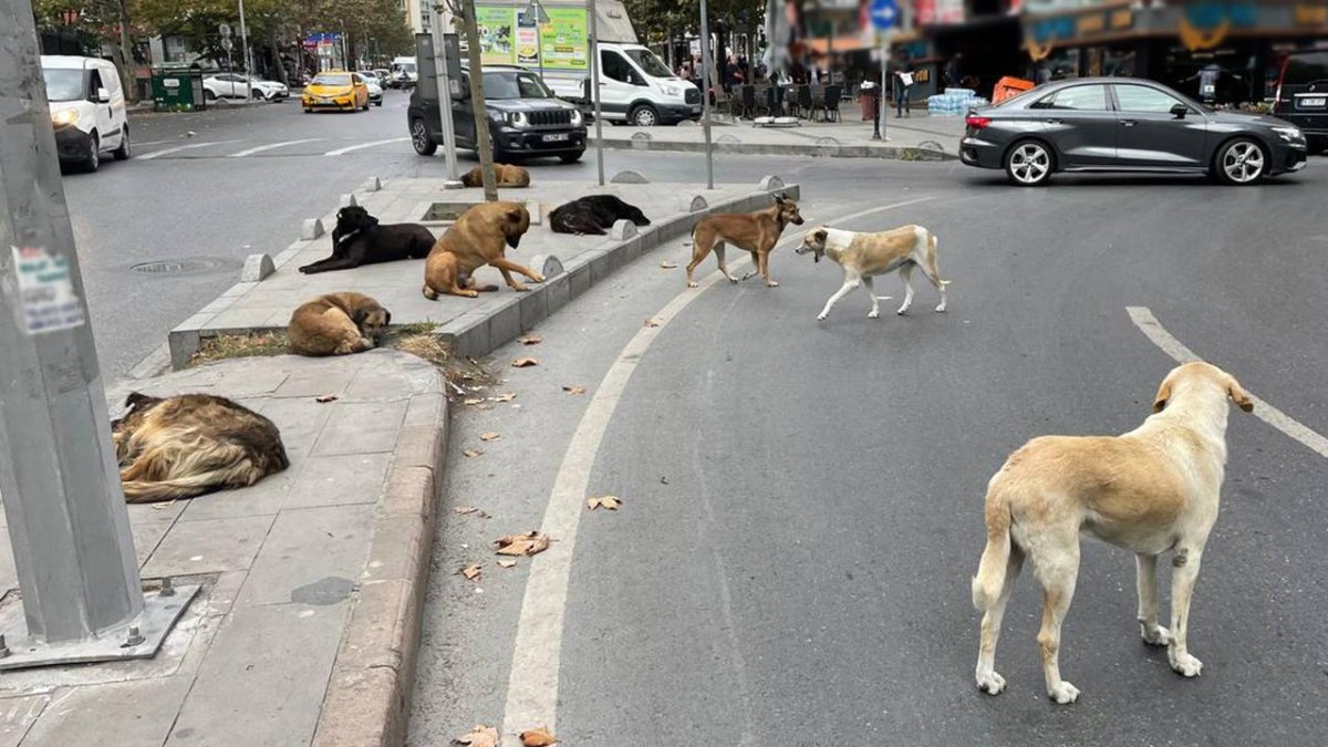 Tüm sokak köpekleri toplatılacak!