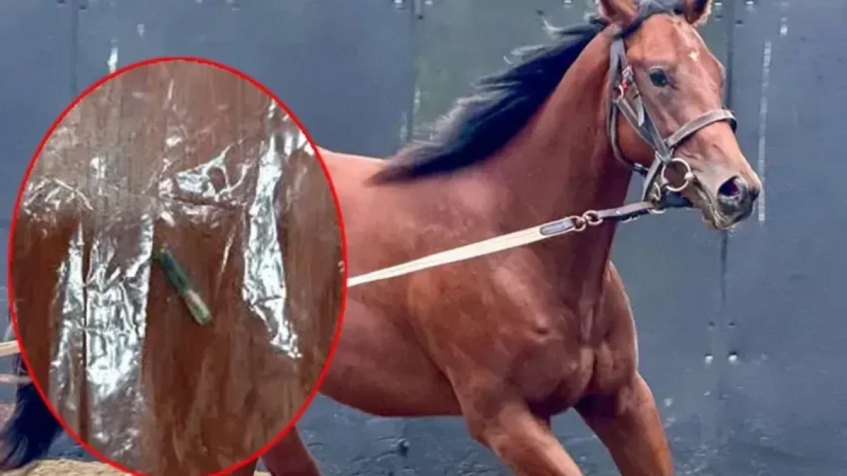 Şampiyon atı kuşbaşı yapıp belediyeye satmışlar! DNA analizinde gerçek ortaya çıktı