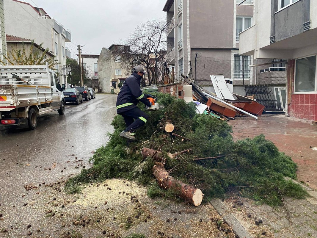 Körfez’de Selvi Ağacı Devrildi: Araç Hasar Gördü, Yol Trafiğe Kapandı