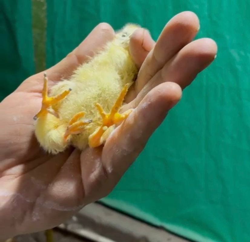 Körfez İlimtepe’de 3 Bacaklı Civciv Dikkat Çekti